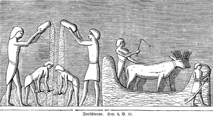 Framed Print : Threshing Harrow, Agriculture, Grain