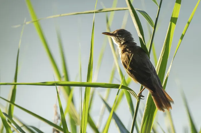 Framed Print : Thrush warbler (Acrocephalus arundinaceus) on a reed
