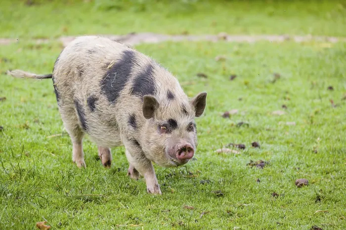 Framed Print : A Thuringian mini pig, Sus scrofa domesticus Framed Print : A Thuringian mini pig, Sus scrofa domesticus