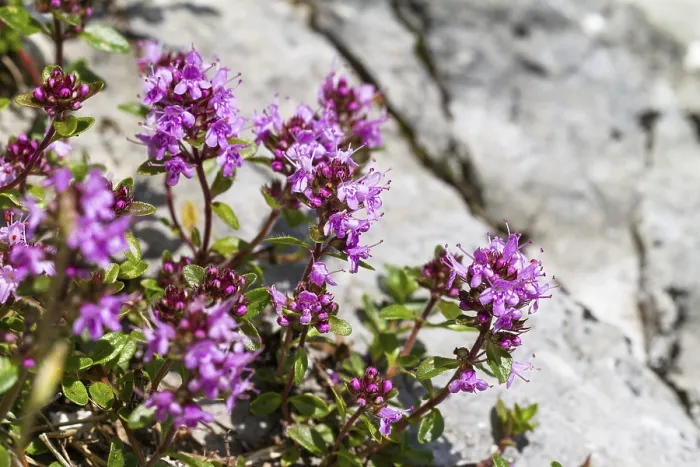 Framed Print : Thyme (Thymus serpyllum), Ammergau Alps