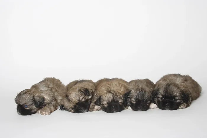Framed Print : Tibetan Spaniel, puppies, 5 weeks Framed Print : Tibetan Spaniel, puppies, 5 weeks