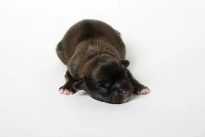 Framed Print : Tibetan Spaniel, puppy, 2 days old