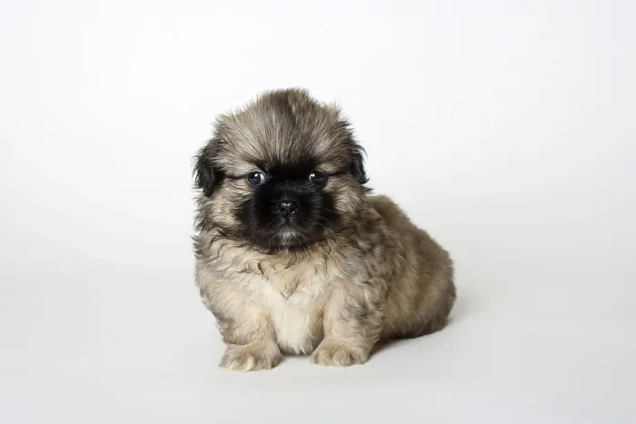 Framed Print : Tibetan Spaniel, puppy, 6 weeks