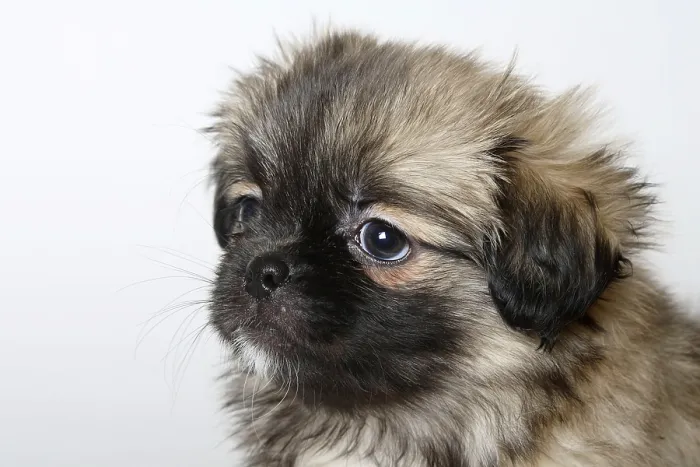 Framed Print : Tibetan Spaniel, puppy, 8 weeks