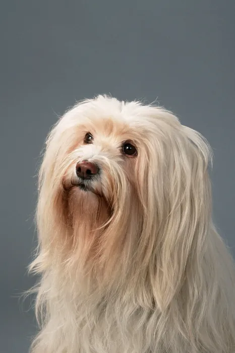Framed Print : Tibetan Terrier Framed Print : Tibetan Terrier