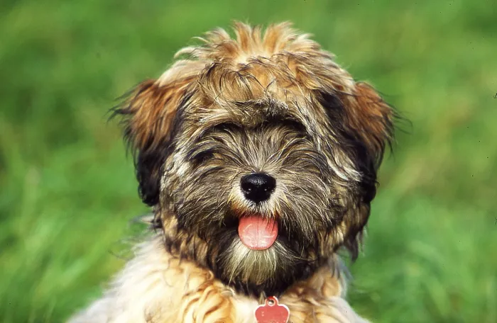 Framed Print : Tibetan Terrier