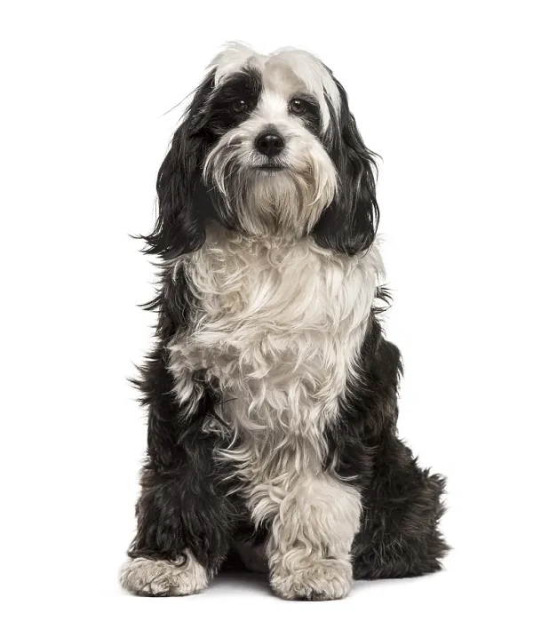 Framed Print : Tibetan Terrier sitting, isolated on white