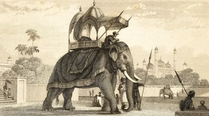 Framed Print : Tied elephant in park, India, outdoors