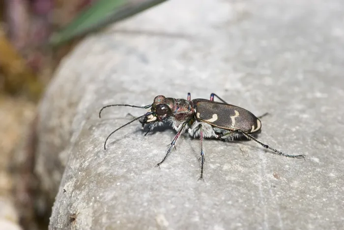 Framed Print : Tiger beetle - Cicindela silvicola - Bavaria