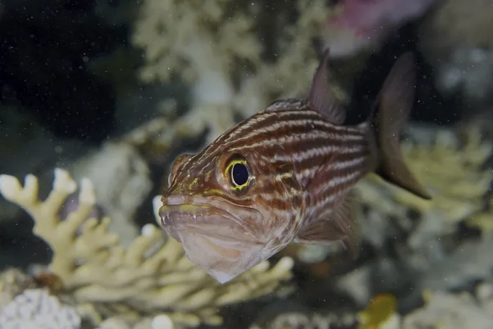Framed Print : Tiger cardinalfish (Cheilodipterus macrodon)