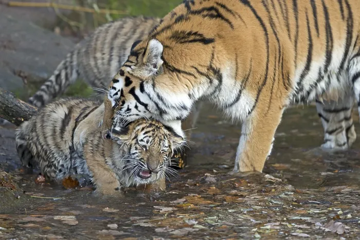 Framed Print : A tiger cleaning a young tiger in a natural scene