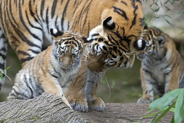 Framed Print : Two tiger cubs playing while an adult watches them