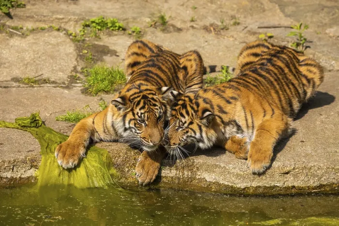 Framed Print : Two tiger cubs playing on the bank of a stream
