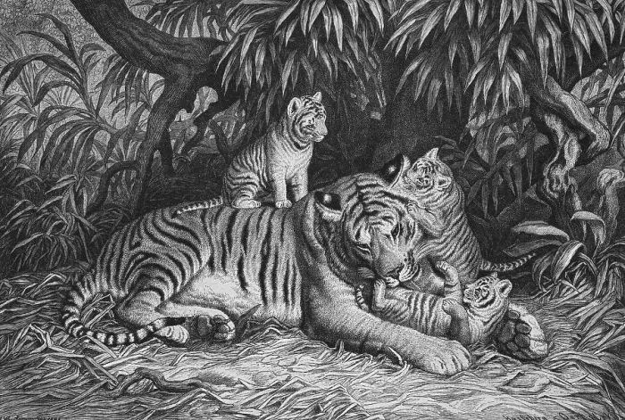 Framed Print : Tiger with cubs, woodcut, historical engraving
