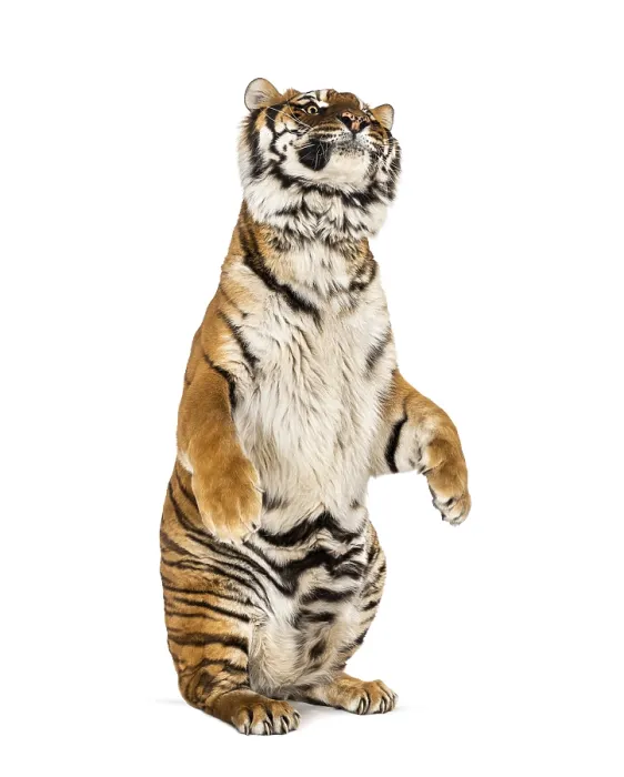 Framed Print : Tiger on hind legs, isolated on white Framed Print : Tiger on hind legs, isolated on white