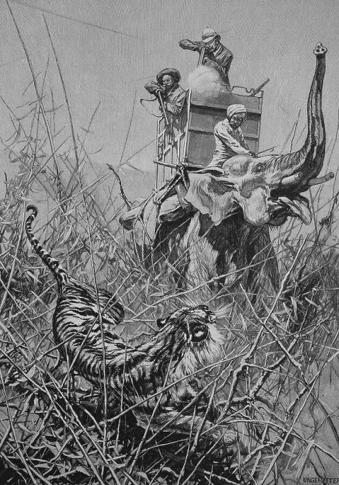 Framed Print : Tiger Hunt from the Elephant, India