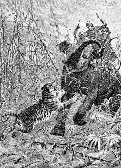Framed Print : Tiger hunting with elephants in India