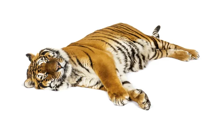 Framed Print : Tiger lying down isolated on white