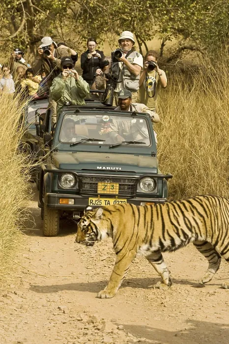 Framed Print : Tiger panthera tigris photography by tourist in jeep Framed Print : Tiger panthera tigris photography by tourist in jeep