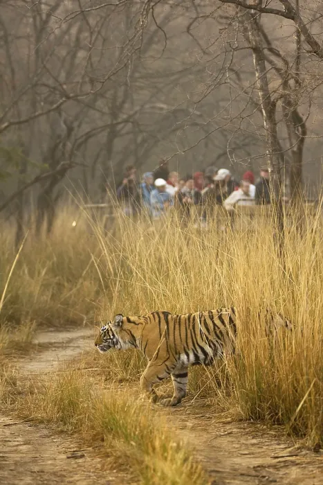 Framed Print : Tiger Panthera tigris, Ranthambore tiger reserve