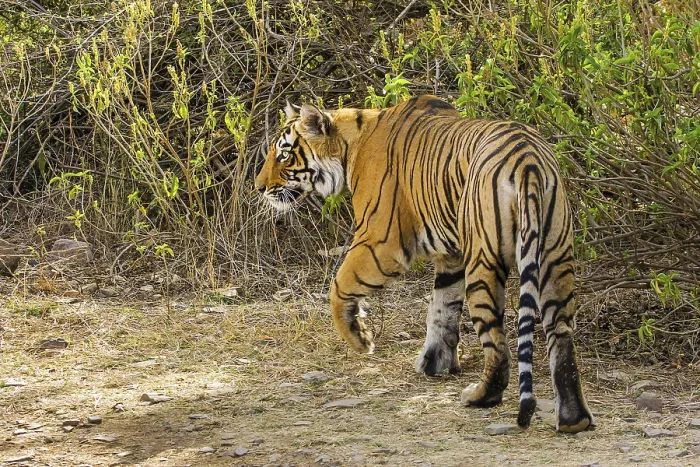 Framed Print : Tiger (Panthera tigris tigris)