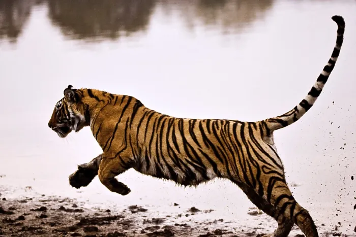 Framed Print : Tiger panthera tigris tigris running in lake