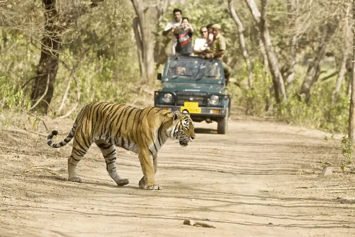 Framed Print : Tiger panthera tigris and tourists jeep