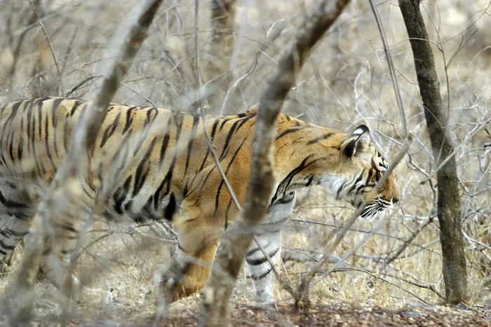 Framed Print : Tiger (Panthera Tigris) walking in forest
