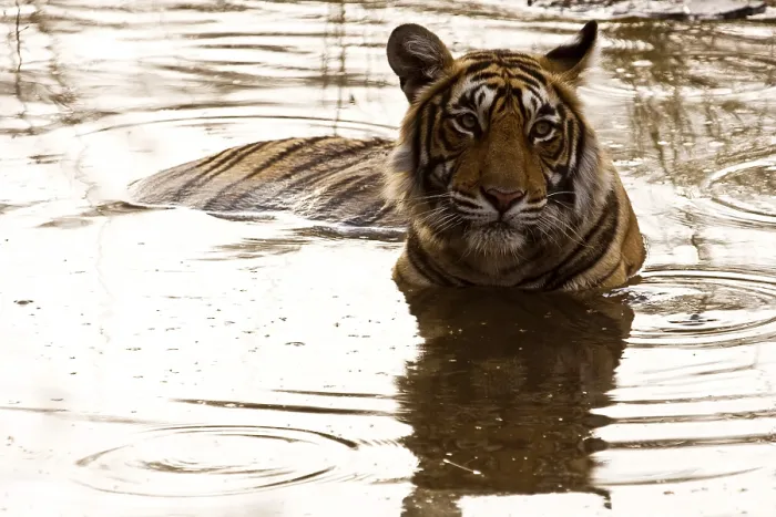 Framed Print : Tiger panthera tigris in water Framed Print : Tiger panthera tigris in water