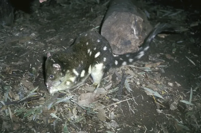 Framed Print : Tiger quoll, Spotted-tail quoll