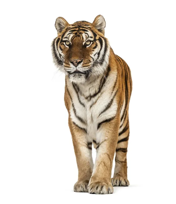 Framed Print : Tiger standing on a white background