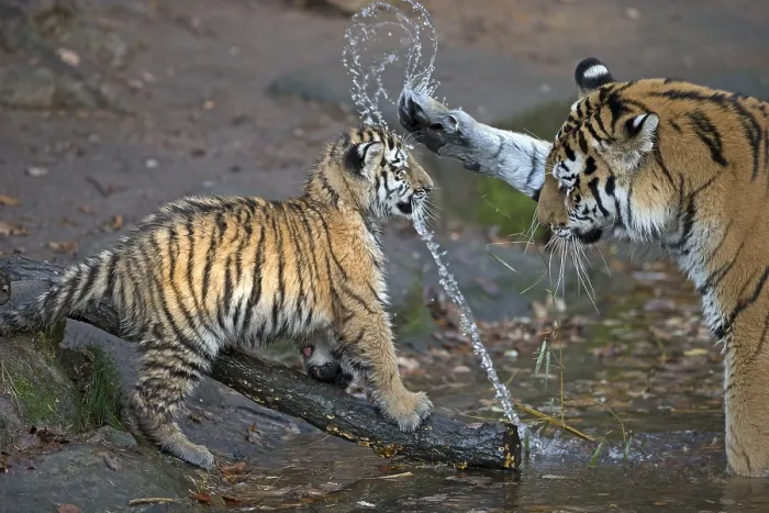 Framed Print : A tiger young playing with an adult tiger and splashing water