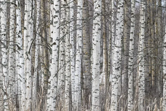Framed Print : Tight standing, white-black trunks Framed Print : Tight standing, white-black trunks