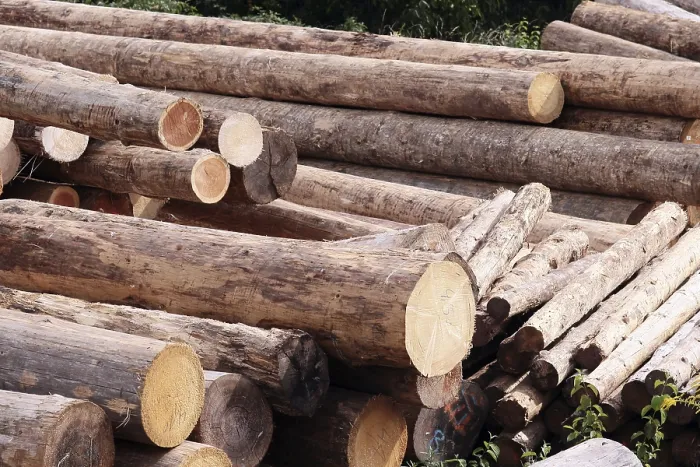 Framed Print : Timber industry Framed Print : Timber industry
