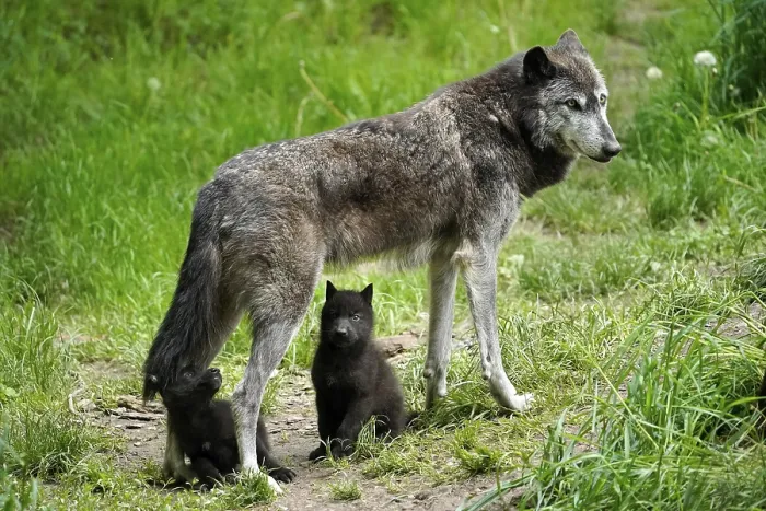 Framed Print : Timberwolf, American wolf (Canis lupus occidentalis) Framed Print : Timberwolf, American wolf (Canis lupus occidentalis)