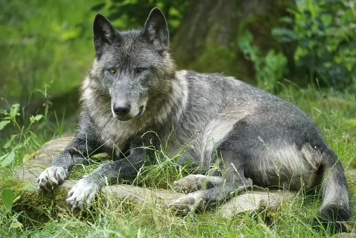Framed Print : Timberwolf, American wolf Mackenzie Valley Wolf (Canis lupus occidentalis) lying