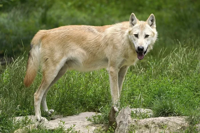 Framed Print : Timberwolf, American wolf Mackenzie Valley Wolf (Canis lupus occidentalis) standing