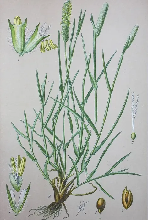 Framed Print : Timothy-grass (Phleum pratense)