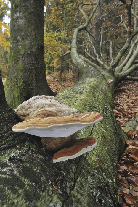 Framed Print : Tinder bracket fungus, Hoof fungus