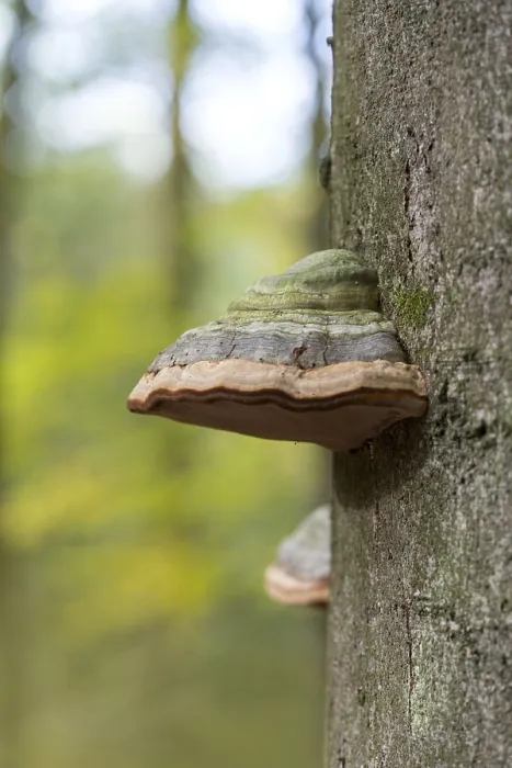 Framed Print : Tinder fungus (Fomes fomentarius)
