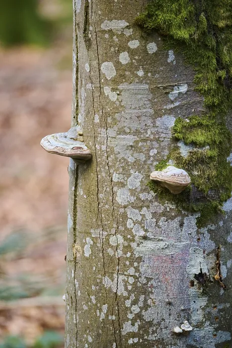 Framed Print : Tinder fungus (Fomes fomentarius) growing on a European beech (Fagus sylvatica) tree trunk Framed Print : Tinder fungus (Fomes fomentarius) growing on a European beech (Fagus sylvatica) tree trunk