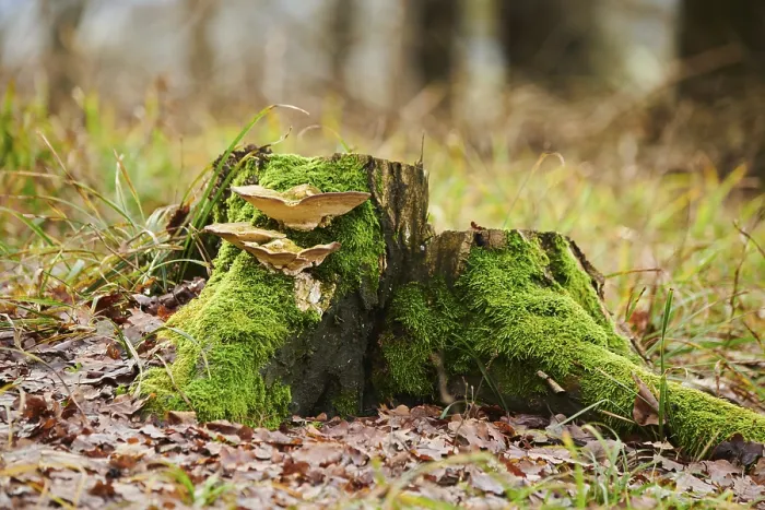 Framed Print : Tinder fungus (Fomes fomentarius) growing an a tree trunk