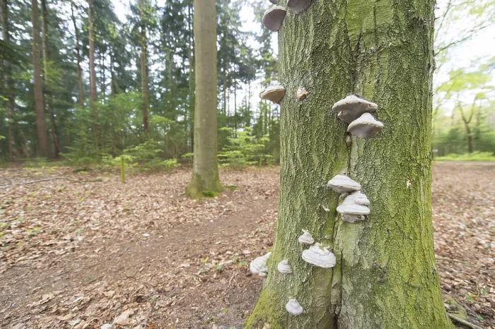 Framed Print : Many tinder fungus on tree in the forest
