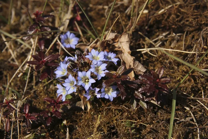 Framed Print : Tiny gentians growing on Muldai View Point, Nepal
