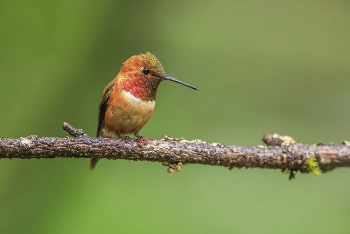 Framed Print : A tiny Rufous Hummingbird (Selasphorus rufus) sitting on a tree branch with a soft green background