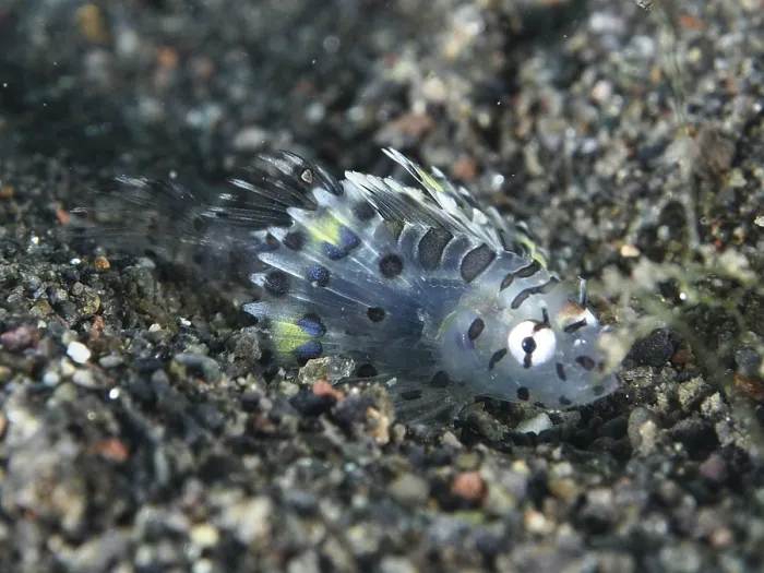 Framed Print : A tiny zebra lionfish (Dendrochirus zebra) juvenile in the sand