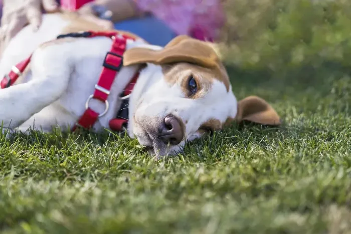 Framed Print : Tired Beagle dog lyiing on lawn while wearing a red harness Framed Print : Tired Beagle dog lyiing on lawn while wearing a red harness