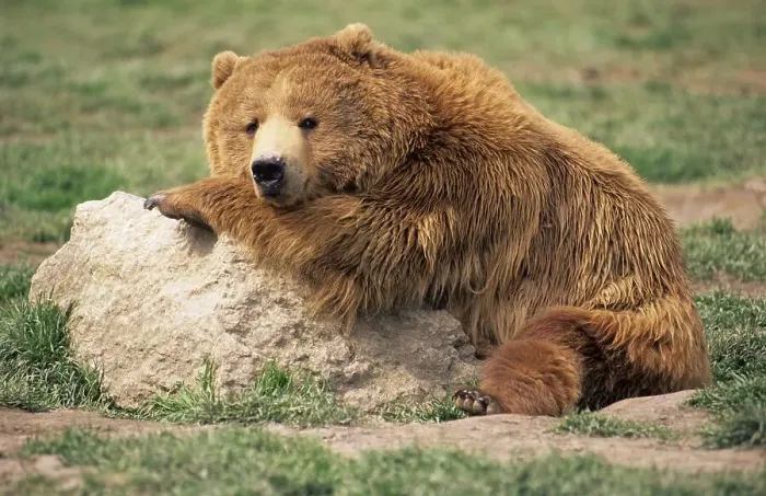 Framed Print : Tired brown bear or grizzly resting on a rock Framed Print : Tired brown bear or grizzly resting on a rock