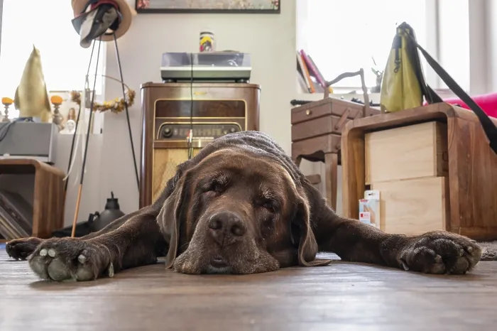 Framed Print : Tired dog, Labrador breed, lying flat on the floor in the living room