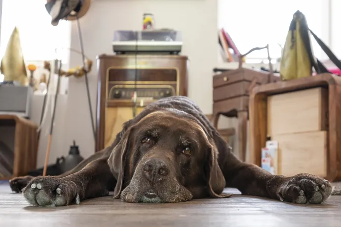 Framed Print : Tired dog, Labrador breed, lying flat on the floor in the living room Framed Print : Tired dog, Labrador breed, lying flat on the floor in the living room